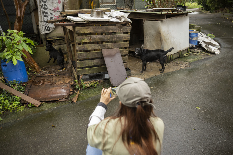 相信動物協會的工作人員於楊梅進行狗況調查，若找得到飼主、徵得同意，會將狗帶回結紮再送還給飼主。（攝影／楊子磊）