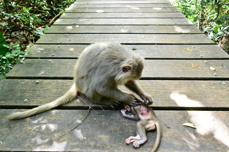 壽山國家自然公園裡一隻小獼猴遭遊蕩犬咬傷，犬齒穿透小猴皮膚傷及肌肉，造成內外出血，母猴不知小猴已經死亡，仍努力幫牠清理傷口。（攝影／林裕傑）