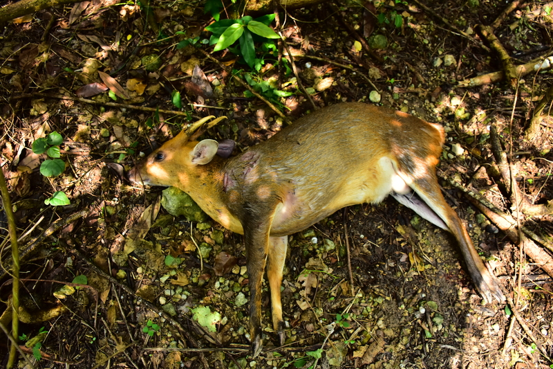 壽山國家自然公園裡的山羌，遭遊蕩犬攻擊致死，數量急遽下滑，已出現區域性滅絕的可能。（攝影／林裕傑）