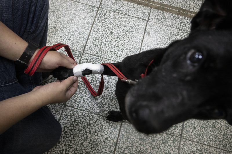 在高密度飼養環境下，維持動物照護品質，成為工作人員的沉重負擔。（攝影／楊子磊）