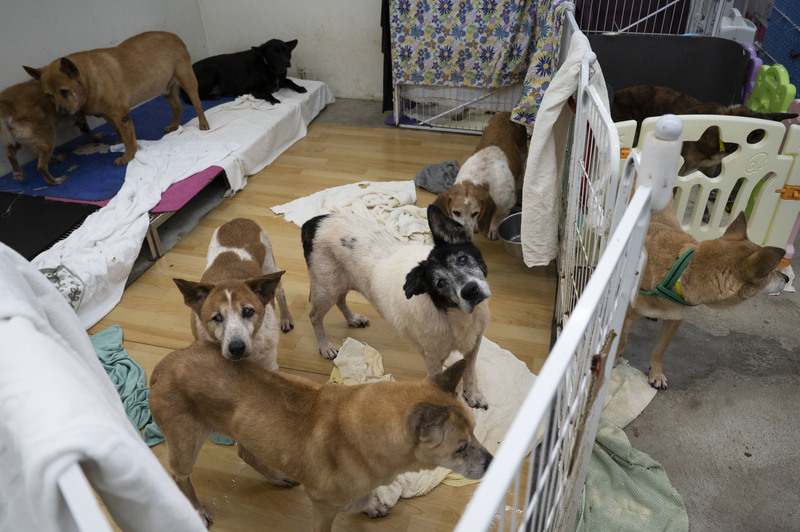 一籠多犬、收容飽和，是許多公立收容所在零撲殺後的實況。圖為台北市動物之家的高齡犬隻。（攝影／楊子磊）