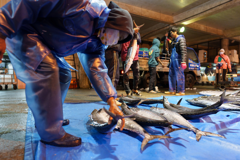 清晨時分的澎湖馬公漁市場，漁工正在卸貨等候競標拍賣。澎湖冬季主要漁獲為土魠魚，卻常因中國盜砂因素影響漁獲量。（攝影／黃世澤）