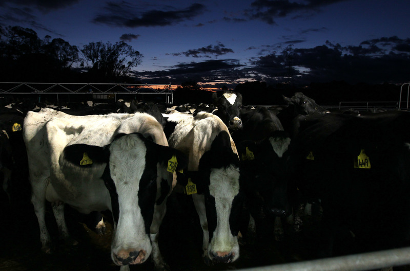 紐西蘭氣候溫和、夏季涼爽、冬季溫暖、雨水充足，擁有發展酪農業的良好條件。圖為2012年4月18日，在紐西蘭莫林斯維爾（Morrinsville）的一家乳牛場，一群牛正準備進入擠奶棚。（攝影／Getty Images／Sandra Mu）
