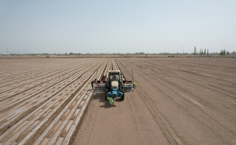 2023年4月14日，一台棉花種子的播種機在中國新疆維吾爾自治區喀什地區的田地裡播種。（攝影／China News Service／VCG via Getty Images／Sun Tingwen）