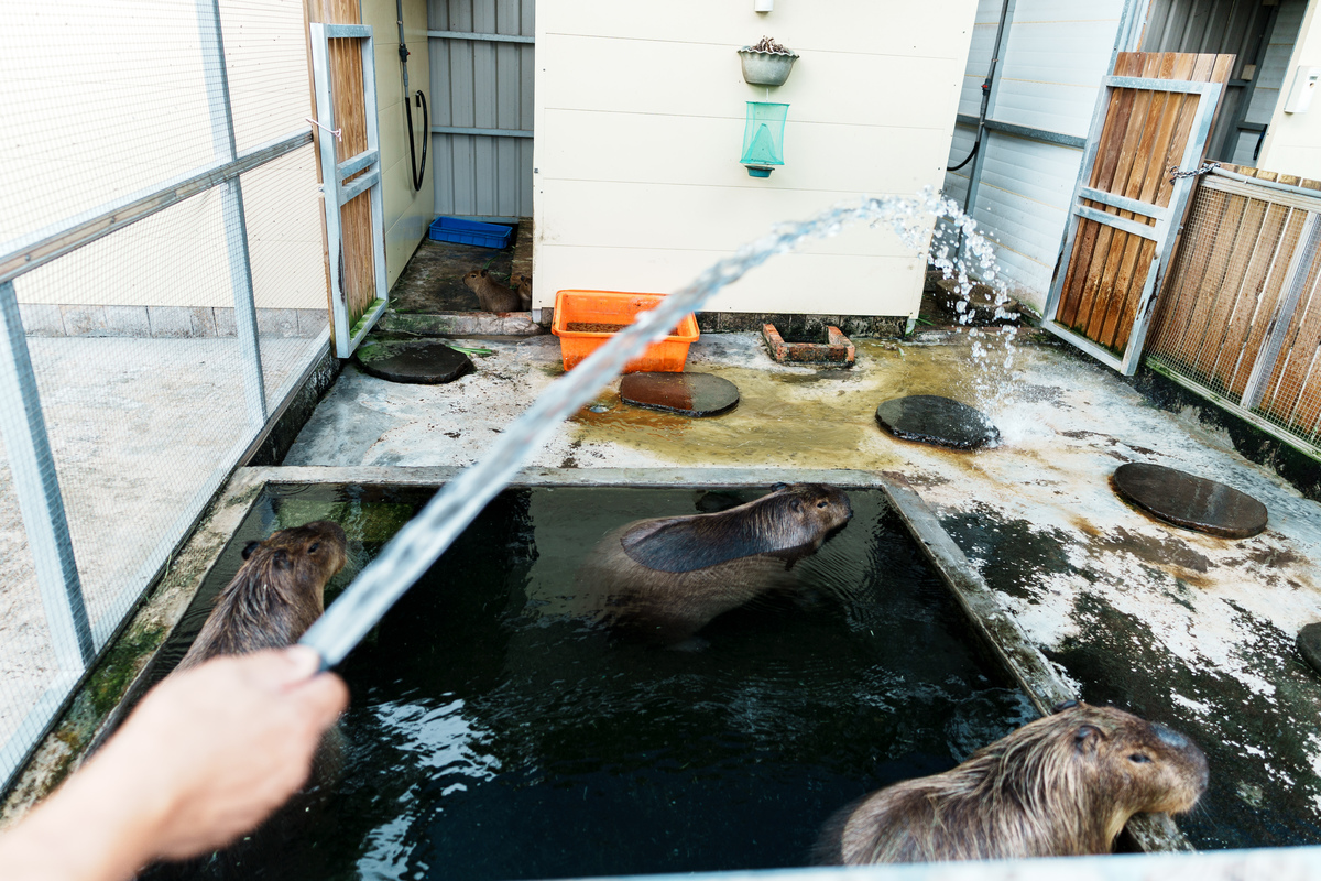 烏拉圭水豚如何遠渡重洋來台？走進台灣最大水豚貿易繁殖場- 報導者The Reporter