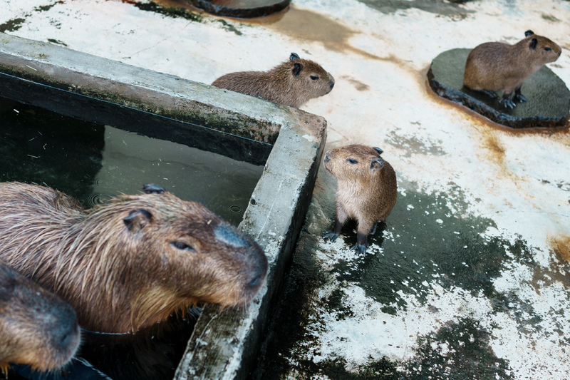 因動物進口審核趨嚴，宸禧園現在慢慢轉向自行繁殖動物，減少對國外廠商的依賴。（攝影／黃世澤）