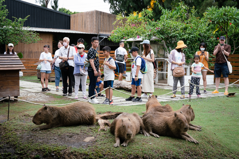 屏東鹿境梅花鹿生態園區的水豚展區。郭承智當初為四重溪溫泉公園卡比園區做準備而引進水豚暫留飼養，結果遊客反應佳，至今仍保留5隻水豚在鹿境，成為新的展演明星。（攝影／馬雨辰）