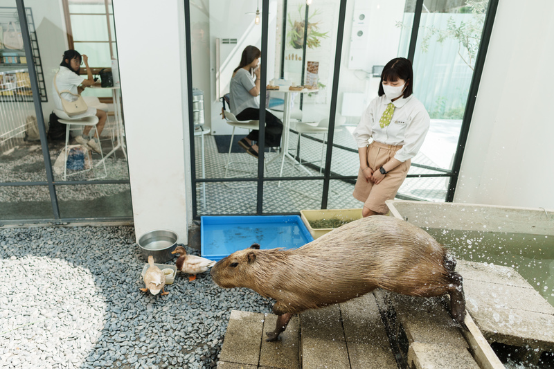 甜點店MOGU KABI與多數飼養水豚的場所不同，店家主要販售甜點，觀賞水豚是附帶亮點，卻在熱鬧的台南市區形成一幅奇景。（攝影／黃世澤）