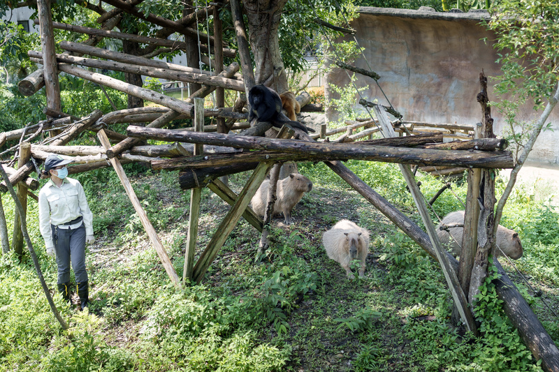 具備圈養、展演野生動物及福利專業的專家，大多集中在台北市立動物園。圖為台北市立動物園的水豚展示區，根據水豚特性規劃多樣化的環境並與其他物種混養。（攝影／黃世澤）
