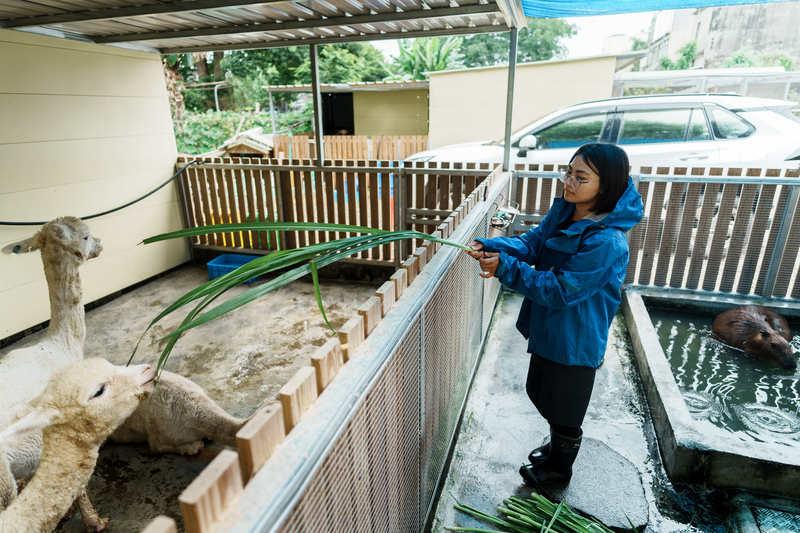 除水豚之外，羊駝、瓦萊黑鼻羊、柯爾鴨、兔豚鼠等動物，也是宸禧園的招牌。（攝影／黃世澤）