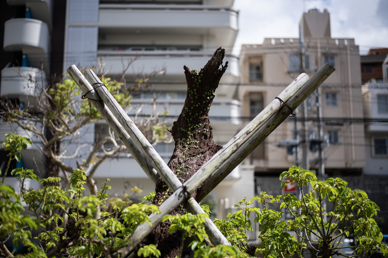 在美軍直升機墜毀事故中受傷的茄苳樹，它也是沖繩人在美軍基地壓力下的不屈象徵。（攝影／楊子磊）