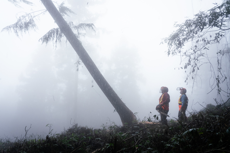 苗栗南庄由當地賽夏族人組成的林業合作社，承包林務局（現為林業署）伐木業務，寫下台灣林業史上的新頁。圖為2023年2月15日，合作社的族人入山伐木。（攝影／馬雨辰）