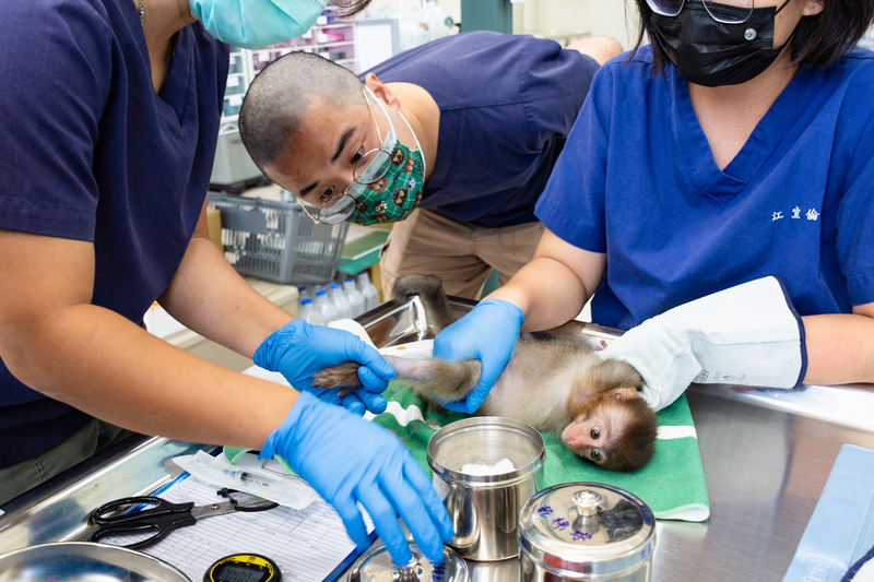 位於東台灣的非營利野生動物醫院──野灣野生動物保育協會，獸醫師正在為剛入院的台灣獼猴幼猴，進行快速的檢查，判定牠入院時的傷勢嚴重程度。（攝影／劉哲安）