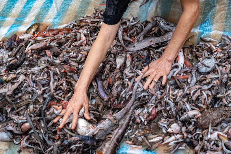 2023年6月16日下午，台灣動物社會研究會在行政院大門舉行記者會，並現場傾倒拖網漁船捕獲無經濟價值的「下雜魚」，呼籲政府重視拖網漁業「大小通吃」與「無差別」捕撈、破壞海洋生態、危害生物多樣性、加速生物資源枯竭的問題，要求漁業署立即制定更嚴格有效的規範，並優先推動「底拖網」退場政策與輔導機制。（攝影／陳曉威）