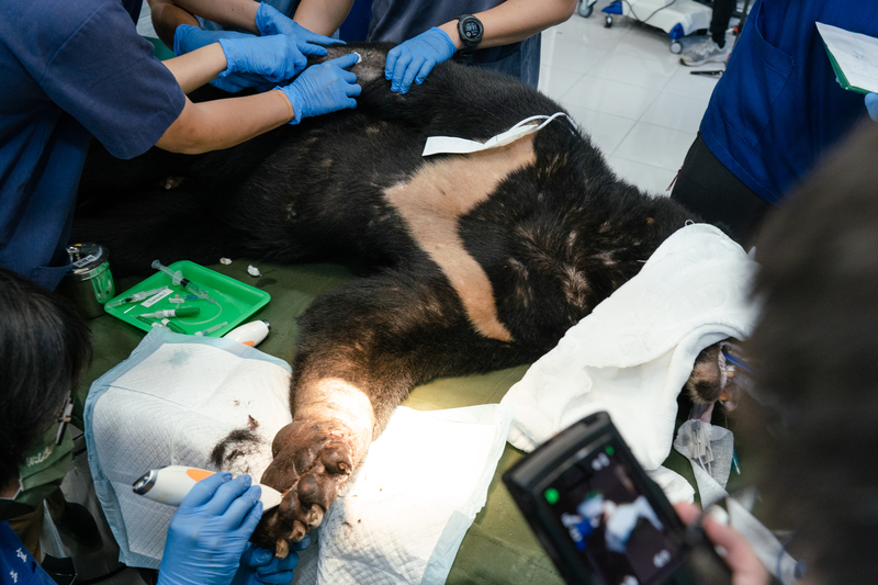 受困陷阱的黑熊，患肢因長時間遭套索勒綁而壞死，需要長時間清創治療，甚至截肢。位於台東池上的野灣野生動物保育協會今年就收治了4隻黑熊，圖為受困黑熊正在進行治療。（攝影／馬雨辰）