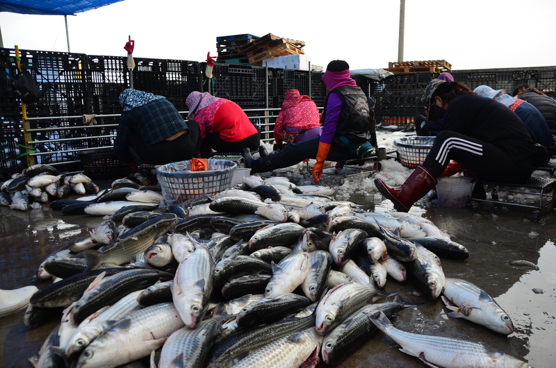 林珮甄、成龍溼地、海平面