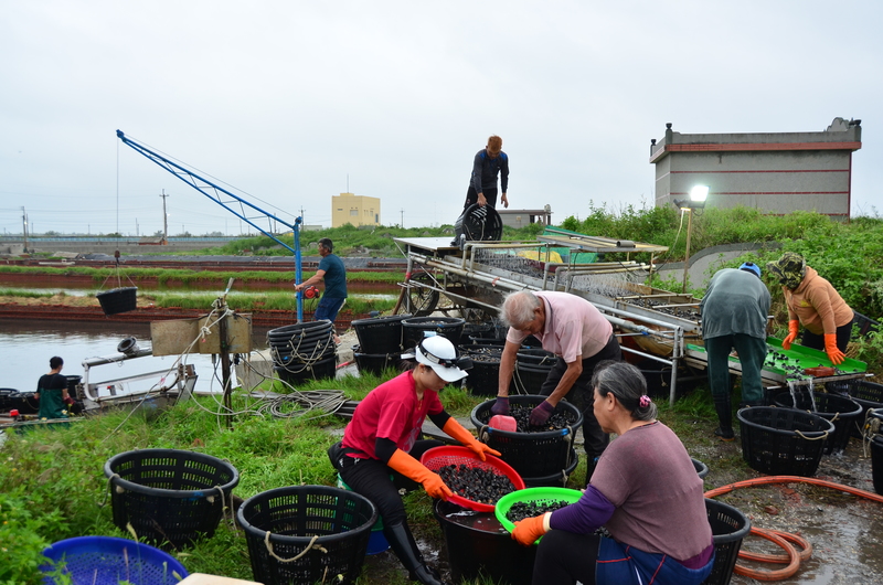 林珮甄、成龍溼地、海平面