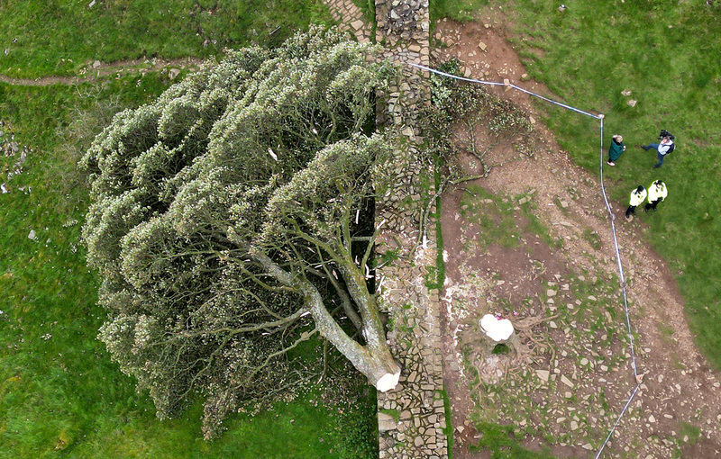 2023年9月28日，英格蘭哈特威斯爾東北部「哈德良長城」（Hadrian's Wall）旁的「羅賓漢樹」，原是英國最常被拍攝的樹木之一，卻在一夜之間被砍倒。（攝影／Getty Images／Jeff J Mitchell）