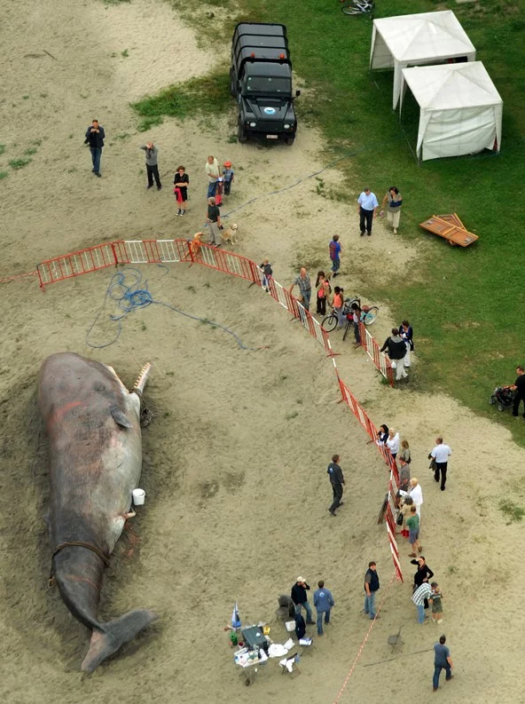 藝術團體Captain Boomer以巨大且戲劇性的抹香鯨擱淺雕塑進行環保控訴。（照片提供／Captain Boomer）