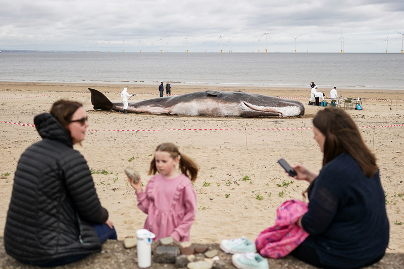 比利時藝術團體Captain Boomer以一比一大小的逼真抹香鯨雕塑，周遊世界出現在各地海岸及如巴黎塞納河畔的城市中心。圖為2022年5月22日在英格蘭雷卡德（Redcar）海灘上的實境展演。（（攝影／Getty Images／Ian Forsyth）