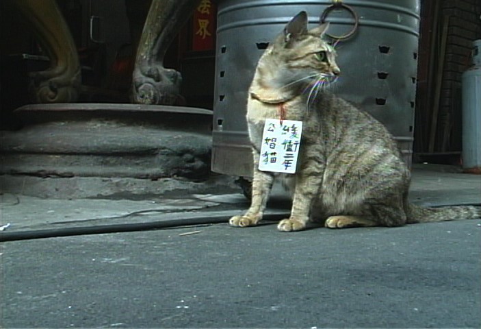 在歸綏街的巷子裡，白蘭和街貓們一起打發時間，用她賺來的錢餵貓。老查某是她最愛的那一隻。（蔡晏珊提供）