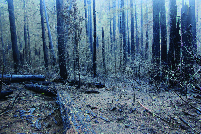 2023年，安德魯實驗林（H.J. Andrews Experimental Forest）野火後探勘，許多樹木均成焦炭。（攝影／Mark Schulze）