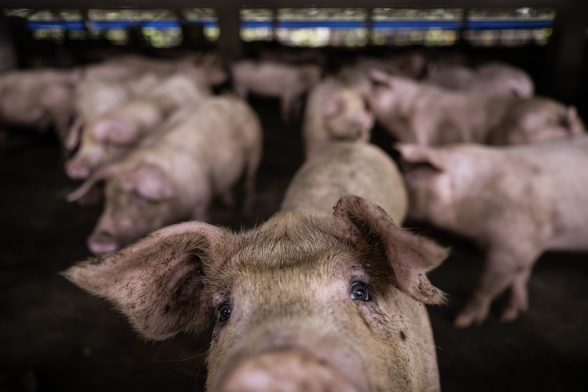 台灣首次非洲豬瘟疫情下，產業夾縫中被推上火線的經濟動物獸醫