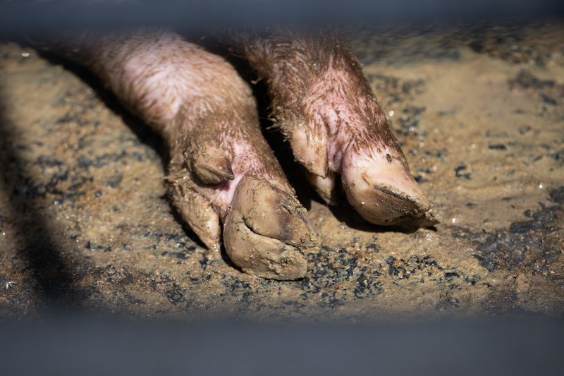 經濟動物獸醫師人力稀缺,主要還是在於市場需求與產業特性,防檢署透過公費獎學金的方式鼓勵年輕人投入經濟動動物服務。(攝影/楊子磊)