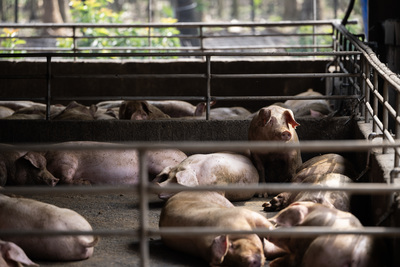 台灣首次非洲豬瘟疫情下，產業夾縫中被推上火線的經濟動物獸醫