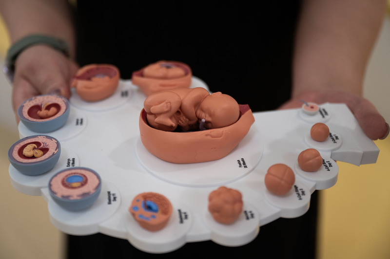 性平不小室是全台第一座性教育主題兒童遊戲場。圖為遊戲場內的胎兒模型。(攝影/楊子磊/資料照片)