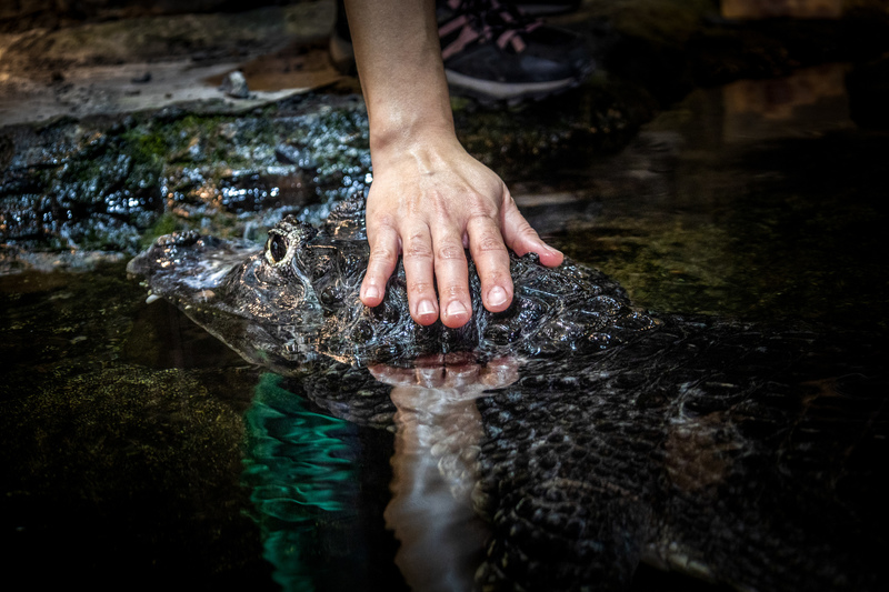 近年來犬貓以外的特殊寵物蔚為風潮，蟒蛇、鱷魚、袋鼠都有人飼養，卻長期缺乏完善的管理制度。（攝影／蔡昕翰）