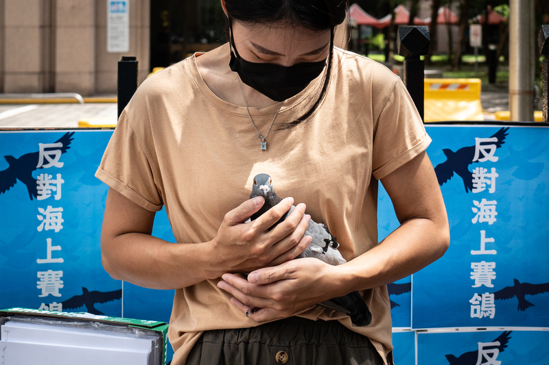 2024年7月19日上午，動督盟、禁止海上賽鴿公投提案人與公投志工送交公投連署書至中央選舉委員會，並在行政院聯合辦公大樓外舉行記者會，呼籲社會關注海上賽鴿的動物權益議題。此案於同年12月被中選會駁回。（攝影／陳曉威）