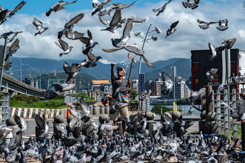 倖存但無法返家的失格賽鴿，因繁衍力強，成為台灣各處的野鴿來源。也有人定時餵食，試圖物色可再訓練的鴿子。但因野鴿與人類居住區重疊，導致衛生問題堪慮。（攝影／陳曉威）
