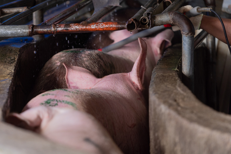 在屠宰流水線開啟後，屠檢獸醫師必須全程緊盯待宰豬隻。當豬隻踏上高台並被機器固定，頭部通過電流的瞬間，獸醫師需確認其符合法規中「呈現失去知覺、意識」的狀態，確保動物在感官鈍化、不再感受疼痛的前提下，才進入後續放血與屠宰流程。圖為屠宰場裡被送往高台的待宰豬隻。（攝影／許𦱀倩／資料照片）