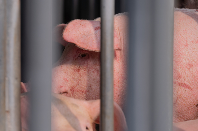 肉品屠宰場繫留場內的豬隻。（攝影／許𦱀倩／資料照片）