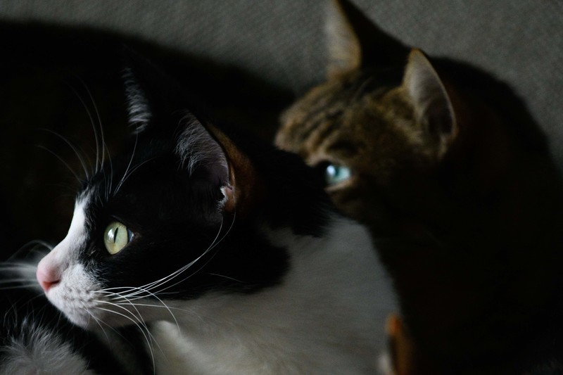 近20年來，有關寵物的法律爭訟陸續湧入台灣的審判體系。但在法律並未對寵物賦予特殊法律地位以前，「毛小孩」出事的當事人可否獲賠精神慰撫金，仍繫於個別承審法官的價值理念。（攝影／謝佩穎）