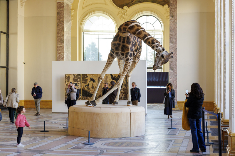 2025年10月,德國藝術家朱利葉斯.馮.俾斯麥的作品《房間裡的大象》(The Elephant in the Room)於巴黎小皇宮展出。這座1:1比例的長頸鹿動態雕塑,透過精密馬達控制,在展廳中反覆演出緩緩坍塌與奇蹟般站立的循環。(攝影/Luc Castel/Getty Images)
