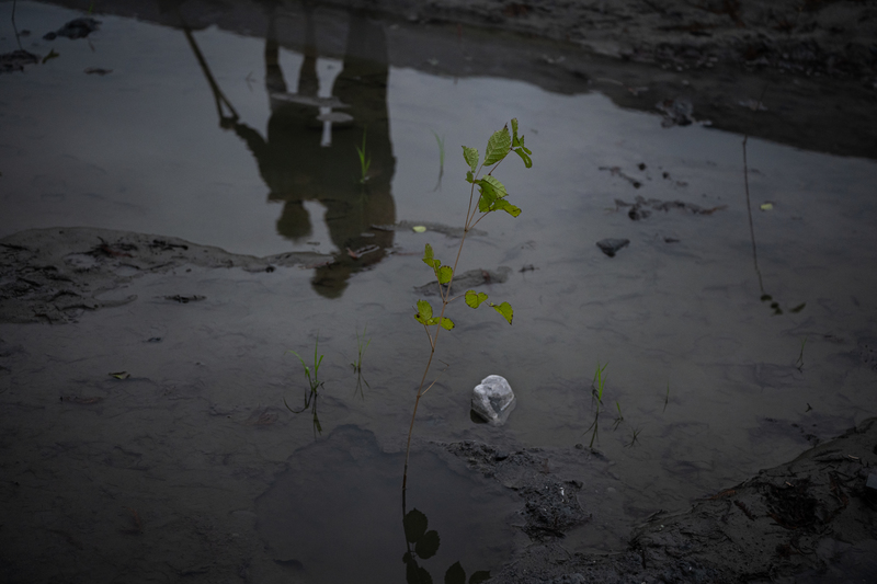 馬太鞍溪堰塞湖的泥沙埋沒了800多公頃的農田,蘇建昌的農地至今仍堆滿3到6公尺高的淤泥,他先清出一小部分種下黃花風鈴木,期待家園也能隨著樹的成長,慢慢復原。(攝影/謝佩穎)