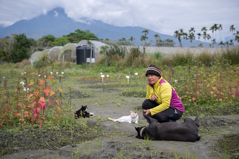 蘇秀蓮在2002年桃芝颱風後,來到光復推動有機農業,2008年創立邦查農場,18年來持續推動部落文化振興與旱稻保種,這次農場受到堰塞湖致災首當其衝,雖然新植的藜麥已經開花結果,但土地的復原之路仍然漫長。(攝影/謝佩穎)