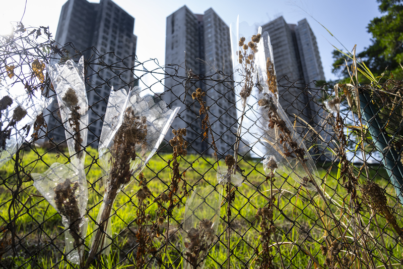 2025年香港大埔區宏福苑大火造成至少168人罹難、近2,000戶流離失所。災後逾2個月,7幢燒焦的大廈仍封存於警方封鎖線內,居民不被允許返家查看。悼念花束雖已枯萎,仍緊緊依附在宏福苑的社區圍籬上。(攝影/陳朗熹)