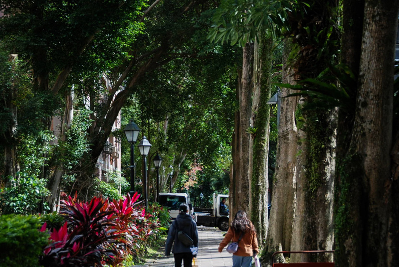 當綠蔭成危機：大學校園的人樹共生難題