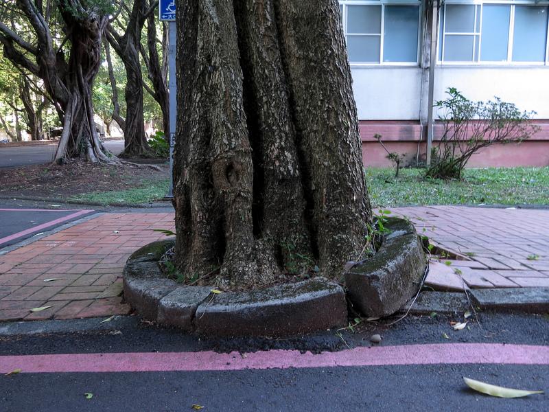 當樹木在過於狹小的空間生長時，除了限制根系向外伸展，也會讓根系難以透氣呼吸、樹木難以獲取足夠養分，進而導致結構支撐力不足。圖為政大校園內樹木「樹穴過小」景象。（攝影／洪立庭）