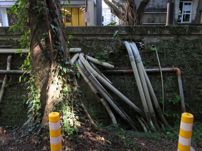 政大校園一景，水管與線路擠壓到樹木根系的生長空間，使得根系的支撐能力受影響，進而威脅到樹木的穩定度。（攝影／洪立庭）