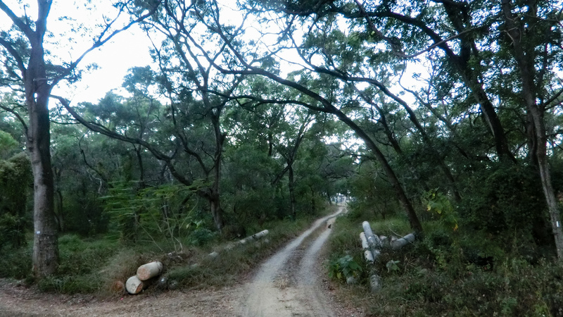 東海大學校內一隅的相思樹林，樹木傾斜幅度極大。相思樹雖具景觀價值，但因趨光性強且樹幹易傾斜，數據顯示為校園倒伏風險較高的樹種之一。（攝影／洪立庭）