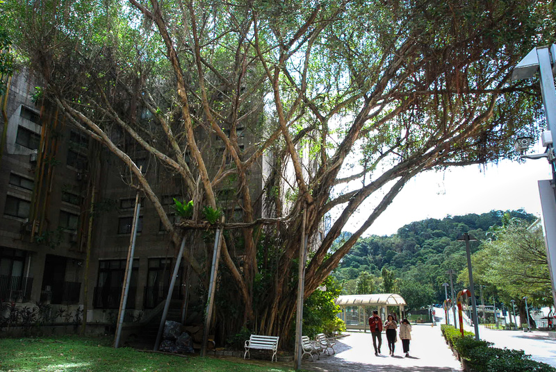 政治大學宿舍旁的向陽大樹，目前共有4個支撐架，防止樹木折斷或傾倒釀災。師生及行人每日行經的綠蔭，背後仰賴的是有限的養護預算與專業監測，如何維持環境穩定與人樹距離是校園中一大重要的課題。（攝影／郭謹萱）