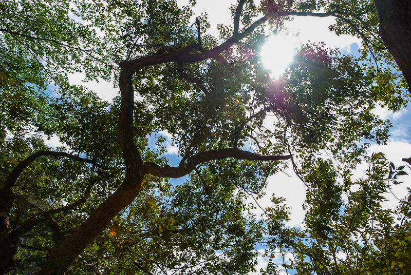 仰望豔陽下枝葉透出的光線，能更加清楚感知樹木的生命力。樹的生命強韌卻也脆弱，若每個角落都有人聽見樹說話，人與樹木便能同受陽光雨露的滋潤，平安共生的願景也不再那麼遙遠了。（攝影／郭謹萱）