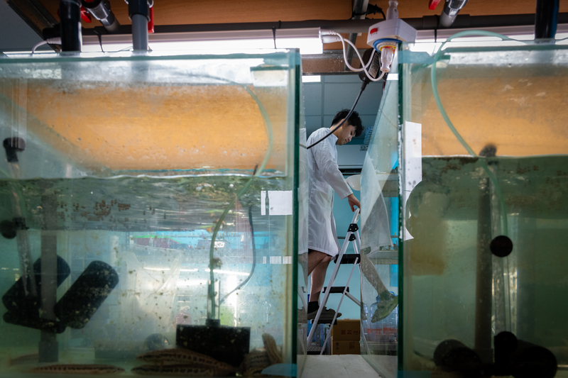 不同於其他養殖戶，有較多資本可以投入研究，也比較沒有市場壓力的誠光養殖科技團隊，正試圖透過科學養殖的方法解決漁電共生的飼養難題。（攝影／謝佩穎）