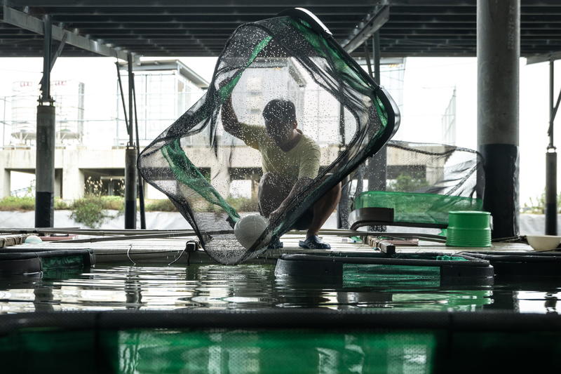 從最大開發商到資金疑雲：誠新集團與漁電共生產業的實戰考驗