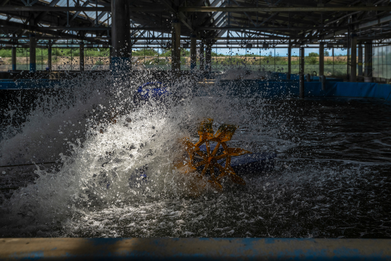 曾經，傳統的水產養殖高度仰賴漁民的經驗傳承，幾乎每個漁民都有一套獨門撇步。當光電板進駐，養殖方法與預期收成變成要與業者溝通、要向政府證明的計畫內容，如今養殖成功者仍是少數。圖為誠光養殖科技負責養殖的漁電共生案場。（攝影／謝佩穎）