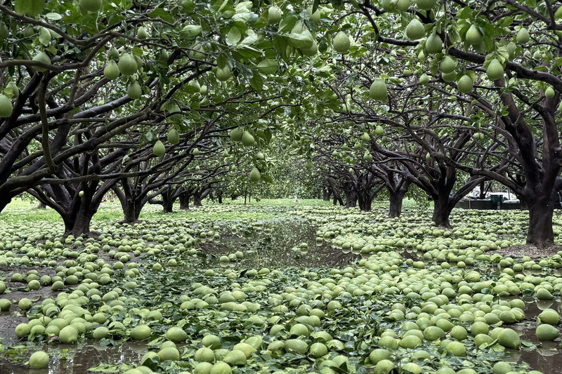 請支援復原：極端氣候加劇災損，農業保險10年覆蓋率為何仍難提升？